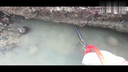 爆料赶海的视频,跟随镜头探寻海洋宝藏的奥秘
