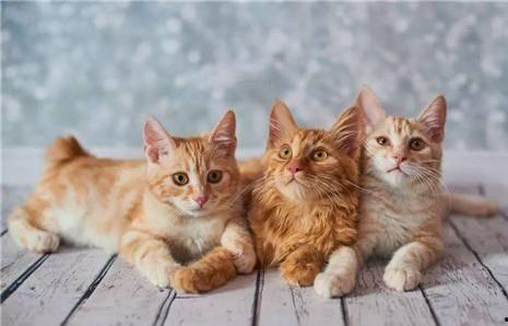 猫咪爆料合集视频下载,揭秘萌宠日常趣事 第3张 猫咪爆料合集视频下载,揭秘萌宠日常趣事 第3张