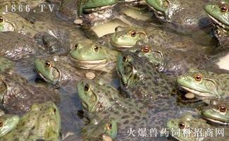 养殖牛蛙爆料怎么做的视频,视频揭秘养殖全过程 第3张 养殖牛蛙爆料怎么做的视频,视频揭秘养殖全过程 第3张
