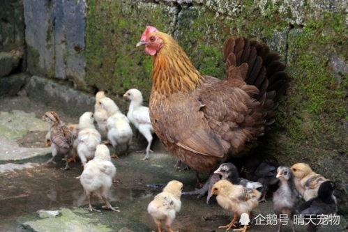 叫了只鸡最新爆料,揭秘娱乐圈惊人内幕 第2张 叫了只鸡最新爆料,揭秘娱乐圈惊人内幕 第2张
