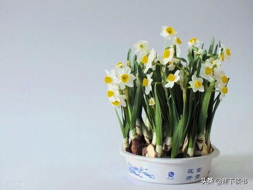 水仙花爆料视频完整版,揭秘娱乐圈不为人知的秘密