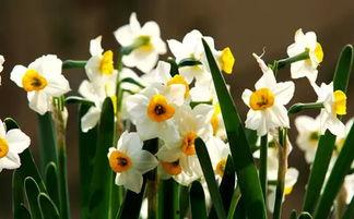 水仙花爆料视频完整版,揭秘娱乐圈不为人知的秘密  第2张