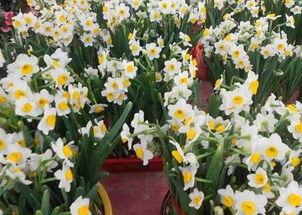 水仙花爆料视频完整版,揭秘娱乐圈不为人知的秘密  第3张