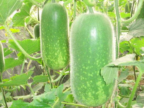 网红吃瓜打包图片高清,高清打包图揭秘幕后真相 第2张 网红吃瓜打包图片高清,高清打包图揭秘幕后真相 第2张