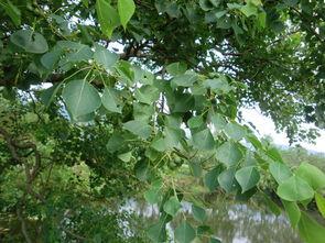 常绿干部爆料视频最新