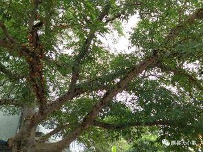 常绿干部爆料视频最新 第3张 常绿干部爆料视频最新 第3张