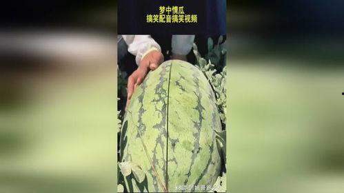 吃瓜搞笑声音大全下载免费,欢乐无限 第2张 吃瓜搞笑声音大全下载免费,欢乐无限 第2张
