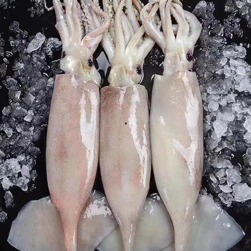 冰鲜大鱿鱼爆料视频大全,揭秘视频大全背后的秘密与美味